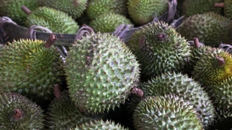 Sầu riêng và chiến lược xuất khẩu của Malaysia