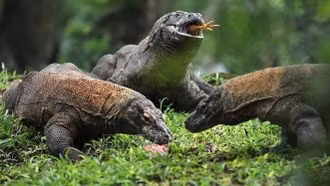 Indonesia giới hạn khách du lịch tới Vườn quốc gia Komodo để bảo tồn di sản