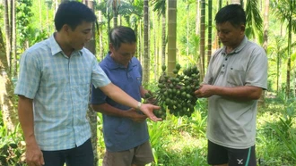 Nông dân miền núi thu hàng trăm triệu đồng mỗi năm từ chuyển đổi trồng cau