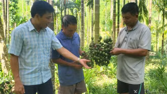 Nông dân miền núi thu hàng trăm triệu đồng mỗi năm từ chuyển đổi trồng cau