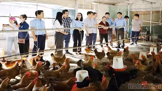 Chăn nuôi gia súc, gia cầm tăng nhẹ trong 3 tháng đầu năm