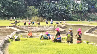 Mùa gieo hi vọng ở thung lũng Nà Lặc