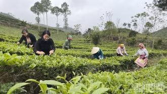 Kinh tế tư nhân - Hạt nhân mới của hành trình tăng trưởng xanh