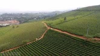 Chè VietGAP mở lối phát triển bền vững