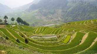 Chủ động phòng trừ sâu bệnh hại lúa xuân, bảo vệ năng suất vụ xuân 