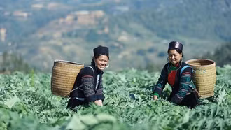 Di sản y học Mông từ thảo dược núi đá