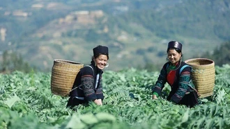 Di sản y học Mông từ thảo dược núi đá