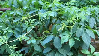 Giảo cổ lam: Tri thức bản địa Hoàng Liên Sơn và giá trị y học hiện đại