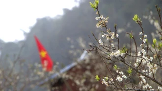 Hoa mận nở trắng trời, chờ du khách lên chơi Tết nơi "cao nguyên trắng"
