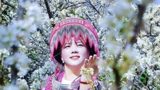 Hoa mận trắng tinh khôi hút khách ở vùng cao Púng Luông