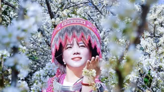 Hoa mận trắng tinh khôi hút khách ở vùng cao Púng Luông