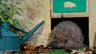 Anh xem xét quy định bắt buộc tòa nhà mới phải có lối đi và kính an toàn cho nhím