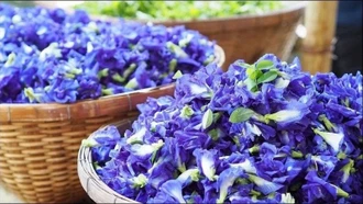Bí mật sức khỏe từ hoa và quả đậu biếc