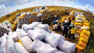 Tìm thị trường xuất khẩu mới cho ngành gạo