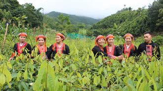 Xã Phúc Lợi phấn đấu mỗi năm trồng mới 560 ha rừng trở lên