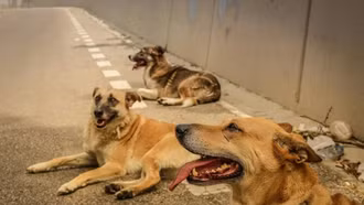 Ấn Độ di dời hàng nghìn con chó hoang khỏi khu vực thủ đô