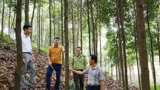 Lào Cai: Tập huấn kỹ thuật trồng quế hữu cơ cho nông dân Xuân Hòa, Nghĩa Đô