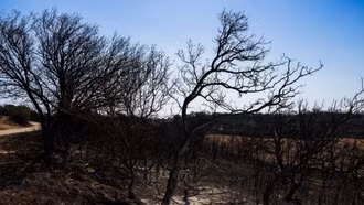 Brazil mất hơn 1,11 triệu km2 rừng tự nhiên trong 4 thập kỷ