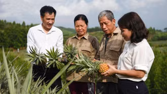 Dứa trái vụ cho hiệu quả kinh tế cao