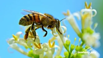 Não ong mật mở ra hướng đi đột phá cho AI