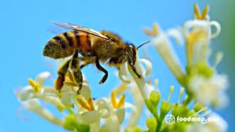 Não ong mật mở ra hướng đi đột phá cho AI