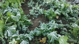 Băng giá phủ trắng cây cối trên thôn Ngải Thầu Thượng, xã Y Tý 