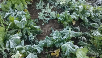 Băng giá phủ trắng cây cối trên thôn Ngải Thầu Thượng, xã Y Tý 