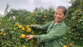 Cam sen - trái ngọt trên đất rừng Văn Chấn (Lào Cai)