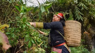 Người Dao và kho báu dược liệu vùng núi phía Bắc