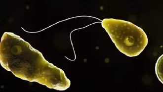 Australia phát hiện 'amip ăn não' trong nguồn nước sinh hoạt