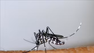 Bỉ kêu gọi hiến máu 'siêu khẩn cấp' do tác hại của muỗi vằn