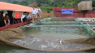 Tạo điều kiện cho nghề nuôi cá nước lạnh có chỗ đứng trên 'sân nhà'