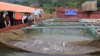 Tạo điều kiện cho nghề nuôi cá nước lạnh có chỗ đứng trên 'sân nhà'