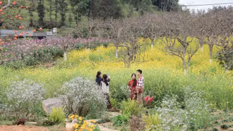 Xuân về trên cao nguyên trắng Bắc Hà