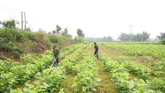 Nông dân Trấn Yên tập trung sản xuất nông nghiệp ngay sau Tết