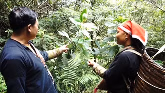 Phát triển dược liệu gắn với du lịch sinh thái: Mô hình kinh tế xanh cho vùng miền núi