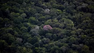 Brazil ra mắt hệ thống giám sát rừng Amazon bằng trí tuệ nhân tạo