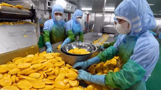 Ấn tượng Việt Nam: Từ quốc gia thiếu đói đến cường quốc nông sản