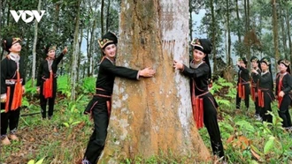 Cây quế nâng tầm, cuộc sống vùng cao Lào Cai thay đổi