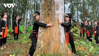 Cây quế nâng tầm, cuộc sống vùng cao Lào Cai thay đổi