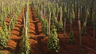 Phát triển nông nghiệp xanh tạo thương hiệu sản phẩm trên thị trường thế giới