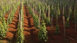 Phát triển nông nghiệp xanh tạo thương hiệu sản phẩm trên thị trường thế giới