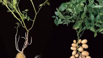 Phát hiện thú vị: 'Tổ tiên' của khoai tây là cà chua cách đây 9 triệu năm