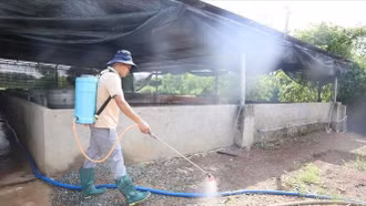 Kiểm soát dịch tả lợn châu Phi: Giải pháp quan trọng là chăn nuôi an toàn sinh học