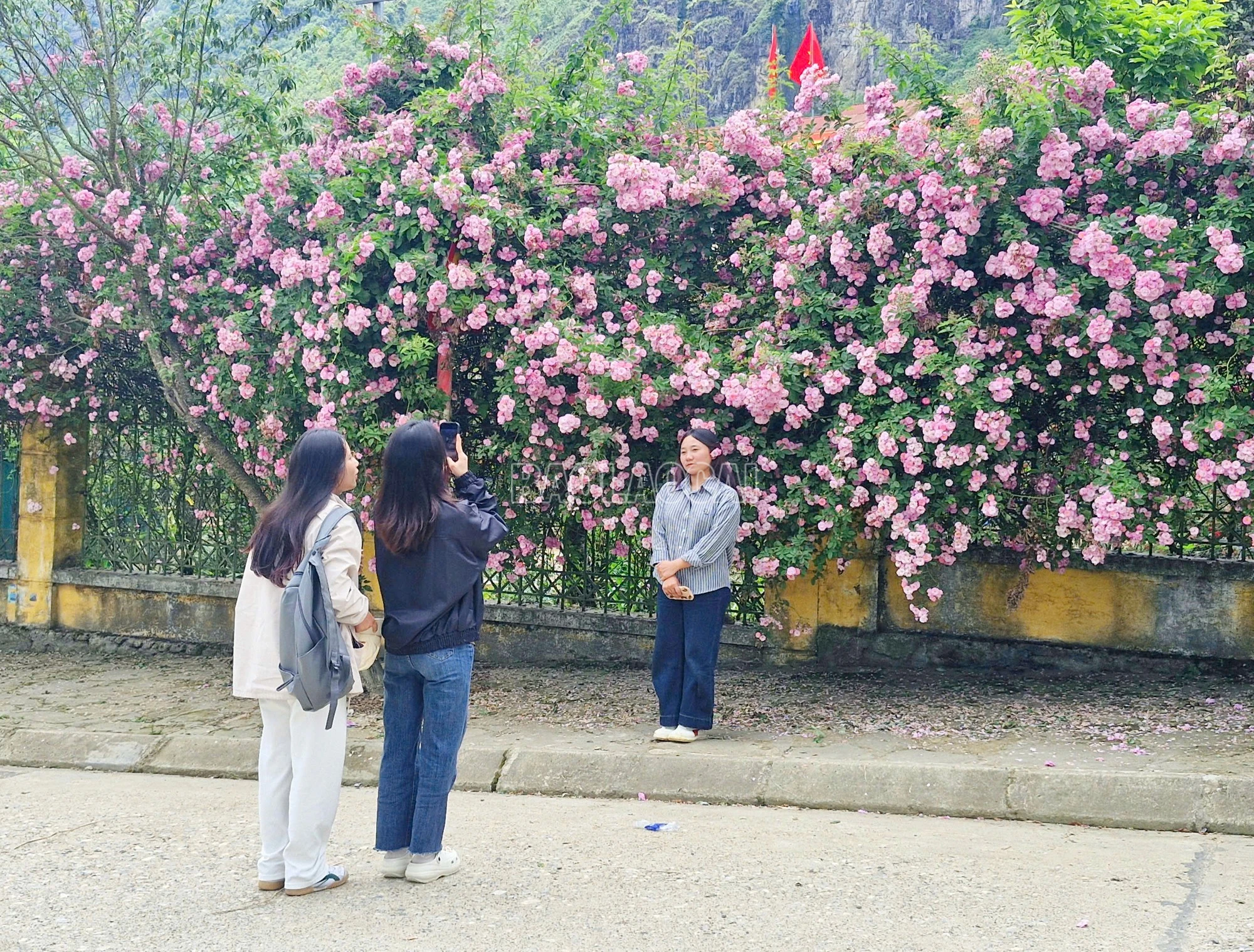 baolaocai-c_7.jpg
