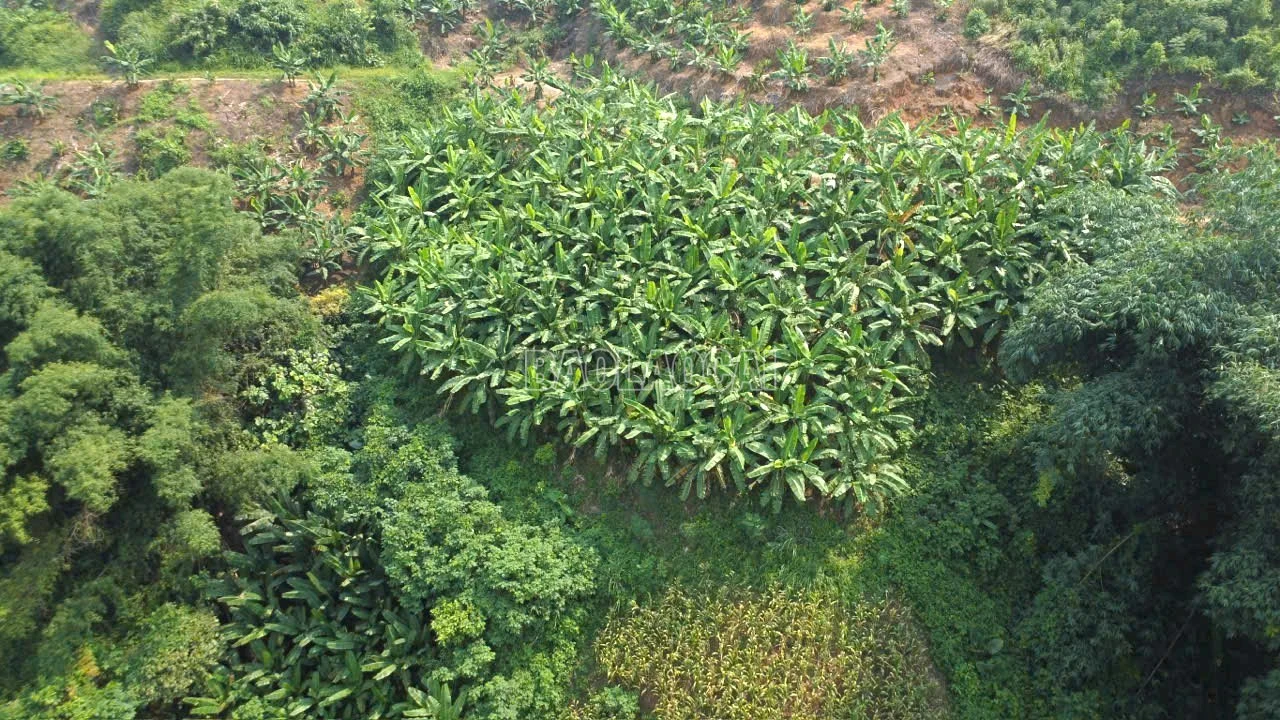 baolaocai-c_1.jpg