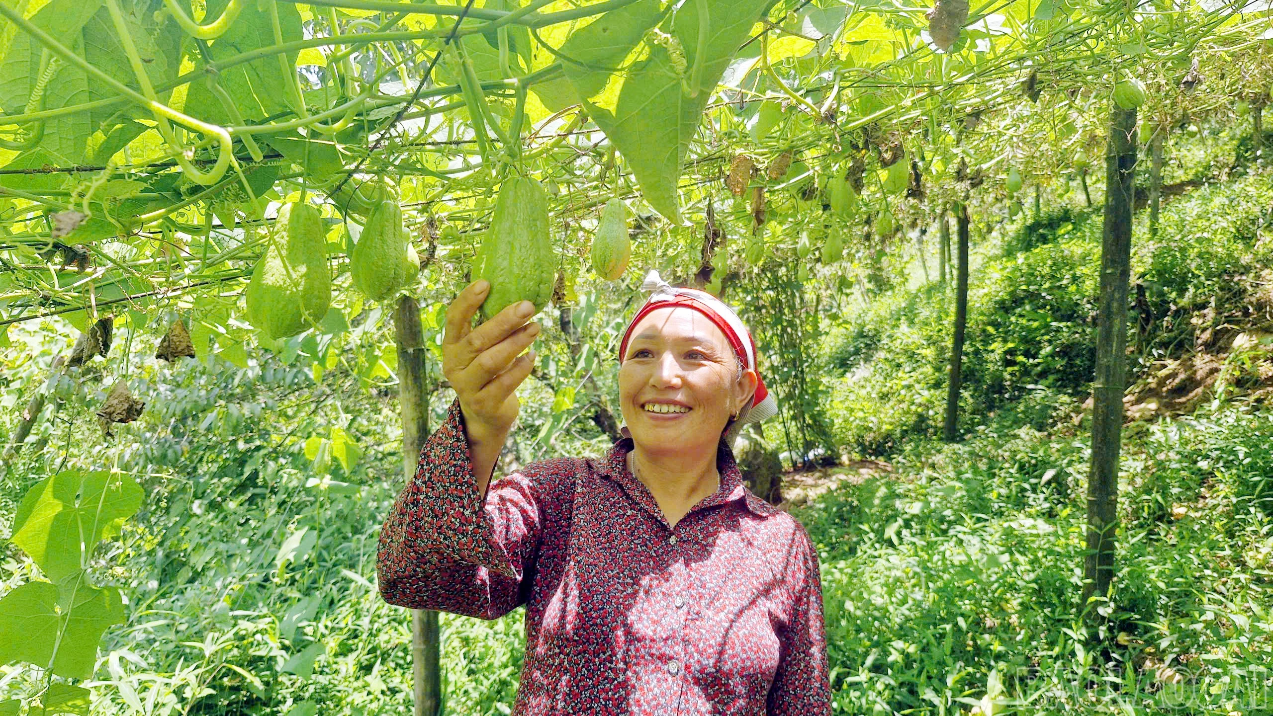 baolaocai-br_6.jpg