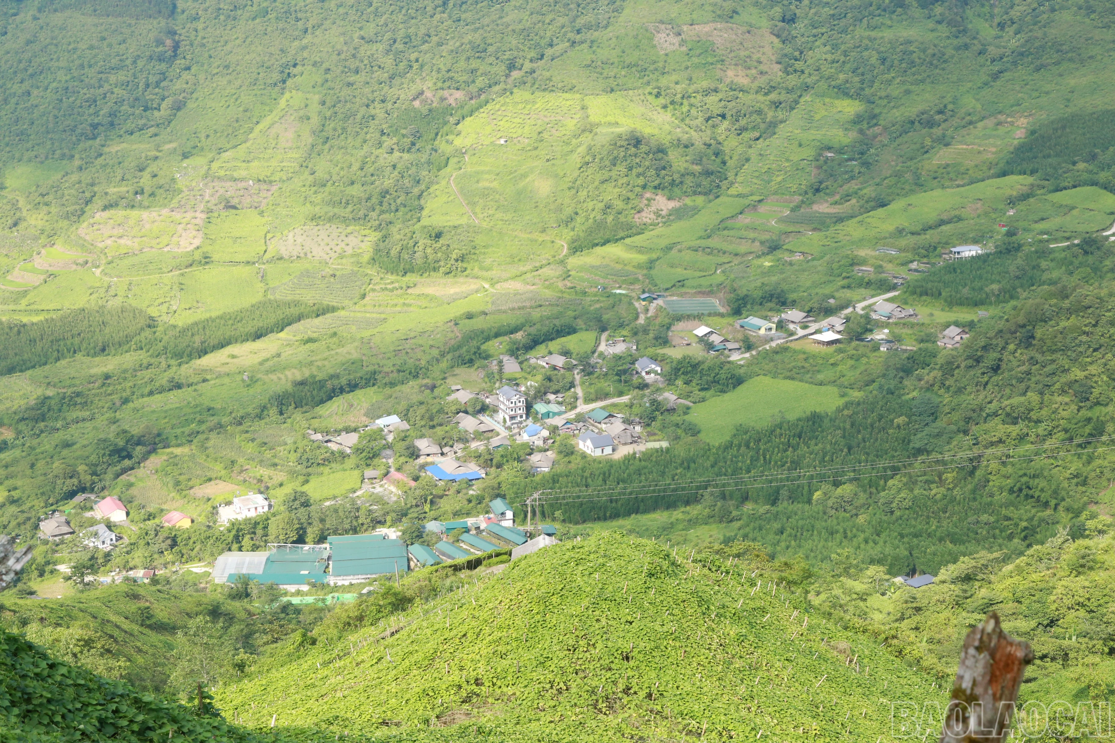 baolaocai-br_1-7622.jpg