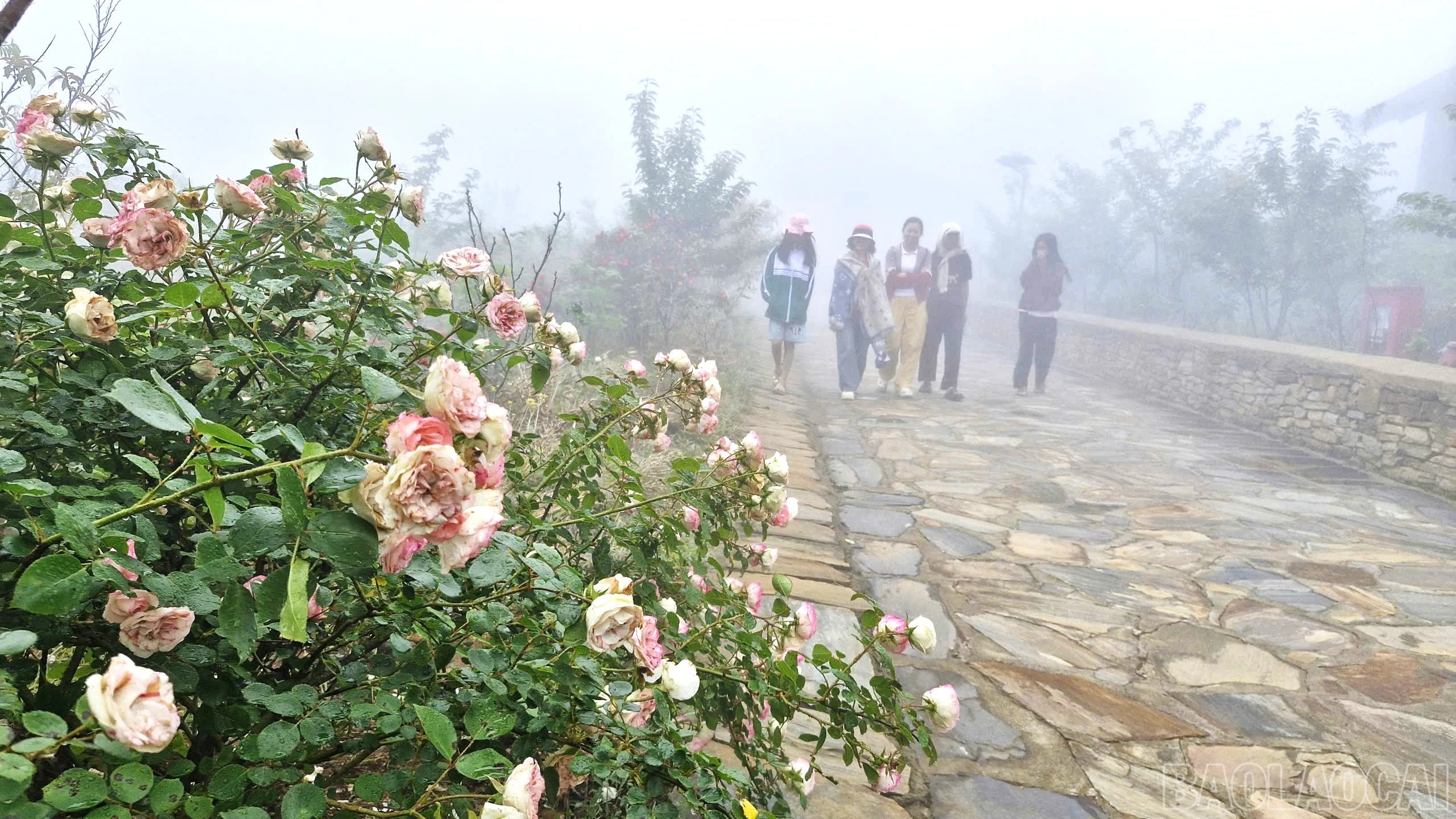 baolaocai-br_z7778183796394-5397930dd2967a47085c81984cb53c3b.jpg