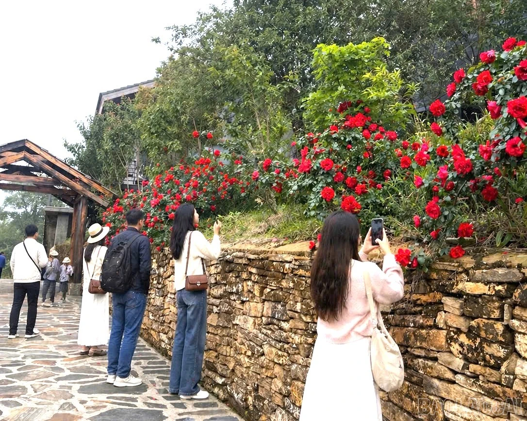 baolaocai-br_14.jpg